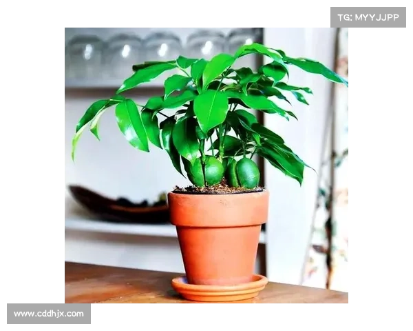 卷帘绿魔的生态秘密与养护技巧全解析打造健康绿植环境秘诀