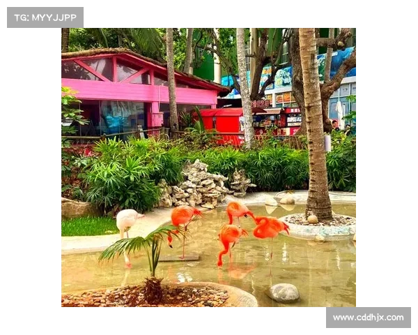 探索鹤观岛的七大冒险活动：从海滩探秘到山脉挑战的极限体验